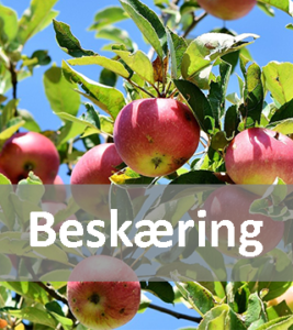 Beskæring